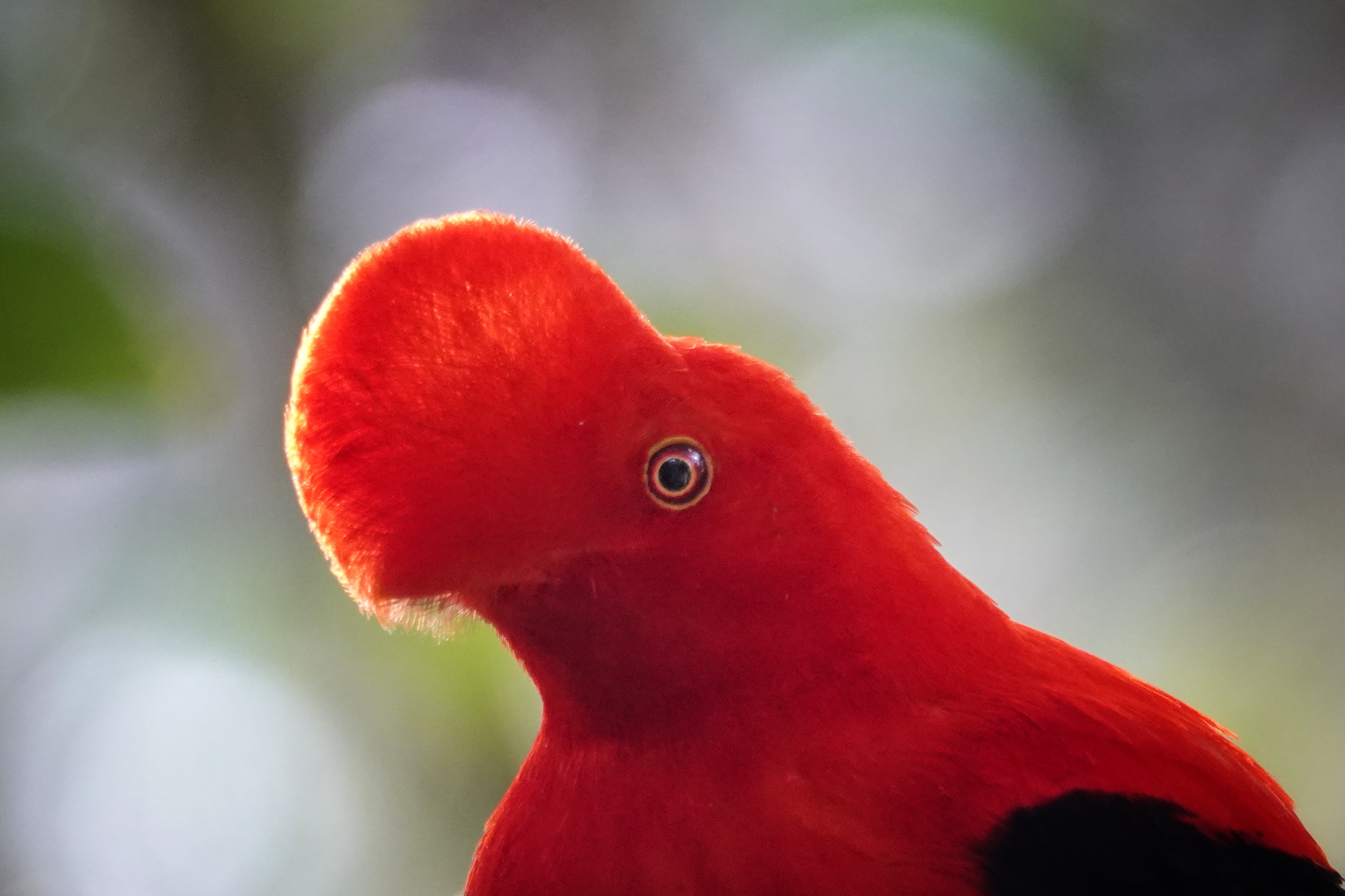 Portrait de coq-de-roche